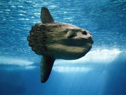 Sedih, Ikan Mola Raksasa Terdampar di Pantai