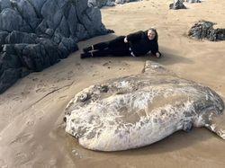 Sedih, Ikan Mola Raksasa Terdampar di Pantai