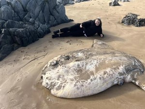 Ikan Mola Raksasa Terdampar di Pantai Bikin Shock Warga