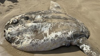 Hewan ini diperkirakan memiliki lebar 2,7 meter dan difoto pertama kali oleh Fish SA Magazine. Ikan itu ditemukan tergeletak mati di Petrel Cove dekat Encounter Bay di pesisir selatan pada akhir pekan lalu. Foto: Fish SA Magazine