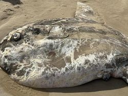Sedih, Ikan Mola Raksasa Terdampar di Pantai