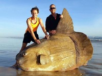 Ikan mola terdampar