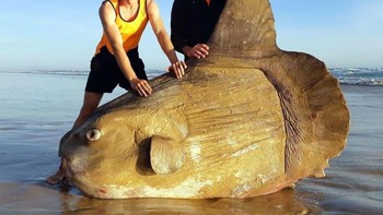 Spesies yang ditemukan di Petrel Cove adalah salah satu yang paling sering dijumpai di Australia Selatan. Dalam beberapa hari terakhir, penduduk setempat yang penasaran berbondong-bondong ke pantai untuk mengambil foto bangkai hewan tersebut, meskipun baunya sangat menyengat. Foto: Fish SA Magazine