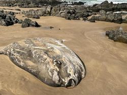 Sedih, Ikan Mola Raksasa Terdampar di Pantai