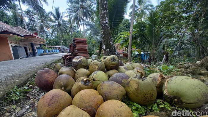 Kelapa di Pangandaran