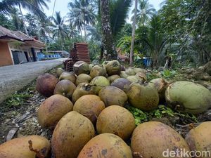 Sempat Turun, Harga Kelapa di Pangandaran Kini Mulai Stabil