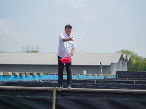Melihat Budidaya Ikan Nila Salin yang Diresmikan Presiden Jokowi
