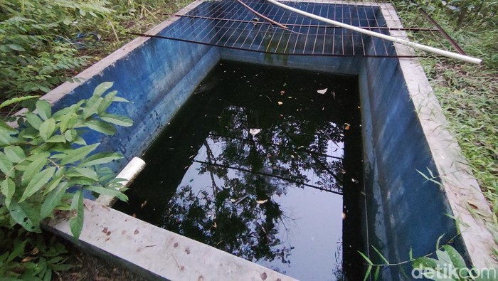 Milo si buaya muara peliharaan kini tinggal di Hutan Bunder Gunungkidul. Foto diambil Selasa (7/5/2024).
