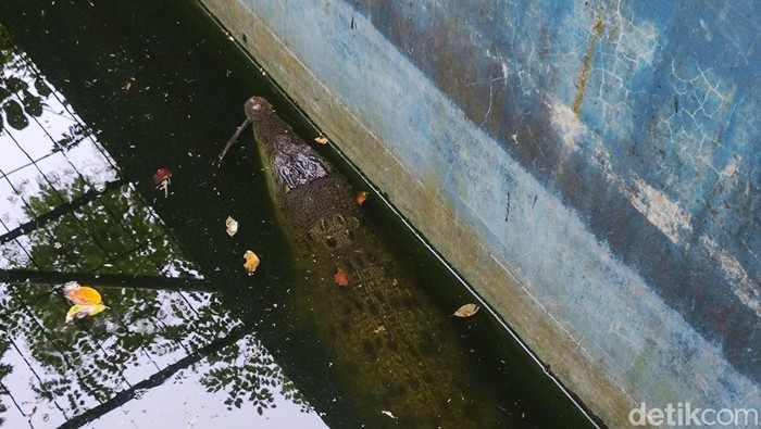 Milo si buaya muara peliharaan kini tinggal di Hutan Bunder Gunungkidul. Foto diambil Selasa (7/5/2024).