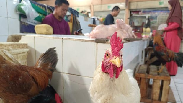Pedagang ayam di Pasar Gunung Batu, Bogor, Jawa Barat. (CNBC Indonesia/Martyasari Rizky)