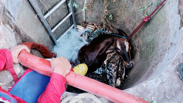 Evakuasi sapi tercebur sumur di Brajan, Prambanan, Klaten.