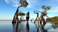 Salah satu pohon bakau atau mangrove yang begitu indah, di jepret saat langit masih biru nan indah