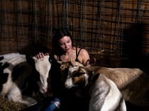 Wabah Flu Burung Hantui Wisata Memeluk Sapi yang Sedang Populer di AS