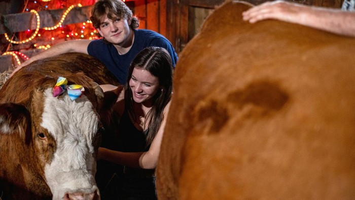 Emma Maiers sits with cows and goats during a cow cuddle session at Luz Farms near Monee, Illinois, U.S. April 15, 2024. REUTERS/Jim Vondruska