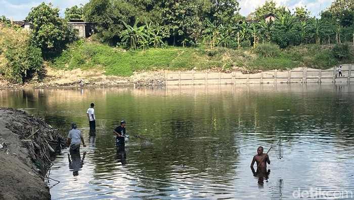 Ikan-ikan di Bengawan Solo Mabuk Ciu, Warga Langsung Turun Berburu