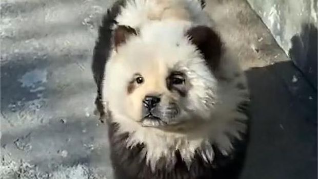 Anjing dirias menjadi panda di Kebun Binatang Taizhou, China.
