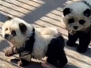 China Memang Ada-ada Saja, Anjing Dicat Mirip Panda Jadi Atraksi Wisata