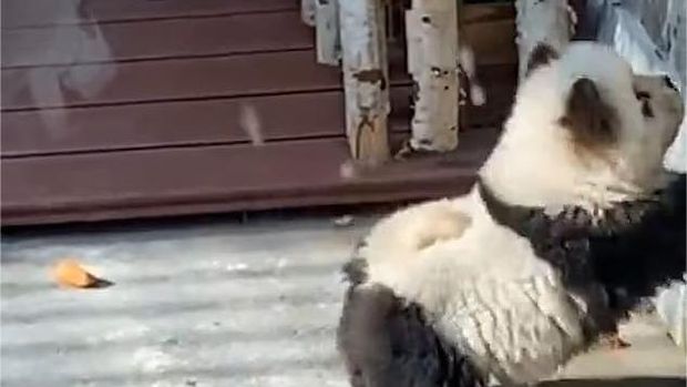 Anjing dirias menjadi panda di Kebun Binatang Taizhou, China.