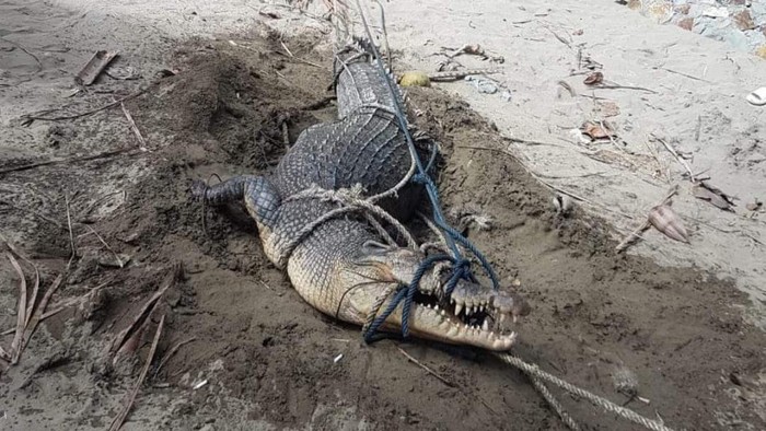 BKSDA Sulut mengevakuasi seekor buaya di Bolaang Mongondow ke penangkaran di kota Bitung.