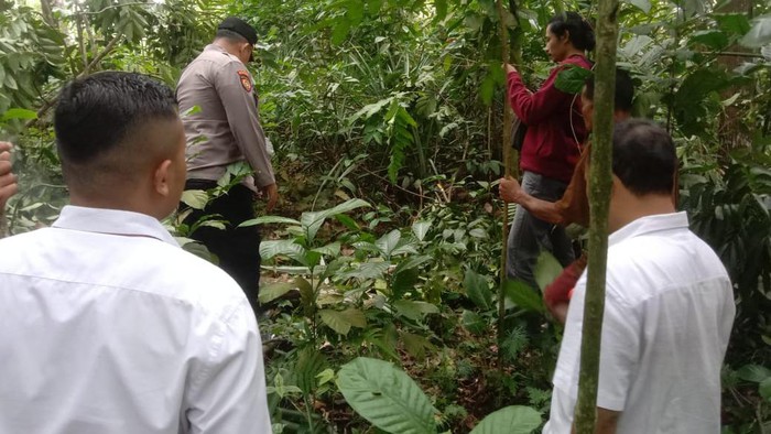 Tim Inafis Polres Purbalingga melakukan olah TKP di lokasi lansia terjatuh dari pohon di Desa Karangcegak, Kecamatan Kutasari, Kabupaten Purbalingga, Rabu (8/5/2024).