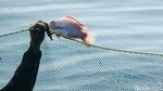 Melihat Budi Daya Nila dengan Teknologi eFeeder di BLUPPB Karawang