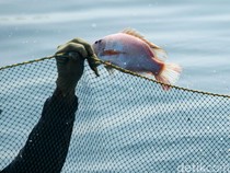 Alasan Mahasiswa KKN di Kudus Tebar Ribuan Bibit Ikan Invasif di Sungai