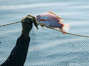 Alasan Mahasiswa KKN di Kudus Tebar Ribuan Bibit Ikan Invasif di Sungai