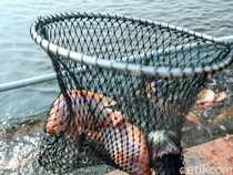 Heboh Mahasiswa KKN di Kudus Tebar 1.500 Ikan ke Sungai, Ternyata Jenis Invasif