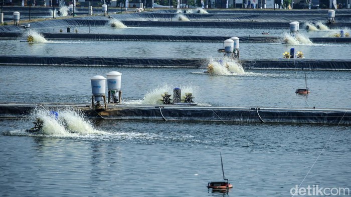 BLUPPB Karawang menggunakan teknologi eFeeder dalam pemberian pakan ikan nila salin. Teknologi itu mampu mempercepat siklus panen hingga 74 hari.