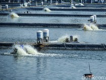 Melihat Budi Daya Nila dengan Teknologi eFeeder di BLUPPB Karawang