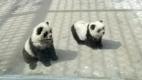 Wah Parah Nih! Kebun Binatang China Warnai Anjing Mirip Panda
