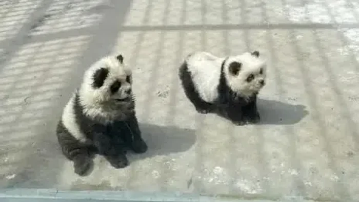 Baru-baru ini, sebuah kebun binatang di China ketahuan mewarnai anjing agar menyerupai panda. Ini dikarenakan kebun binatang itu tidak punya satupun panda.