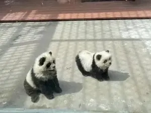 Di Kebun Binatang Ini Anjing Disulap Jadi Panda