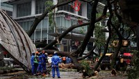 Sebanyak 17 mobil tertimpa pohon tersebut.