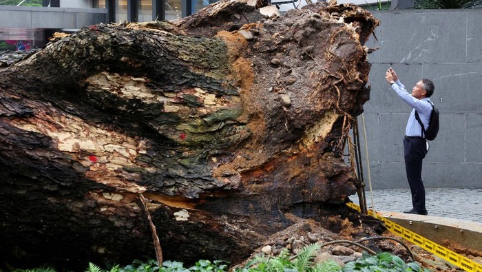 A man clicks a picture of a tree fallen across Jalan Sultan Ismail, one of Kuala Lumpur's busiest roads smashing multiple cars and disrupting monorail service, in Kuala Lumpur, Malaysia May 7, 2024. REUTERS/Hasnoor Hussain     TPX IMAGES OF THE DAY