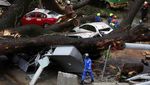 Pohon Besar Tumbang di Kuala Lumpur, 17 Mobil Jadi Korban