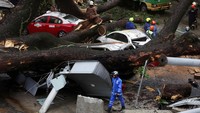 Pohon besar itu tumbang di Jalan Sultan Ismail, salah satu jalan tersibuk di Kuala Lumpur, pada 7 Mei 2024.
