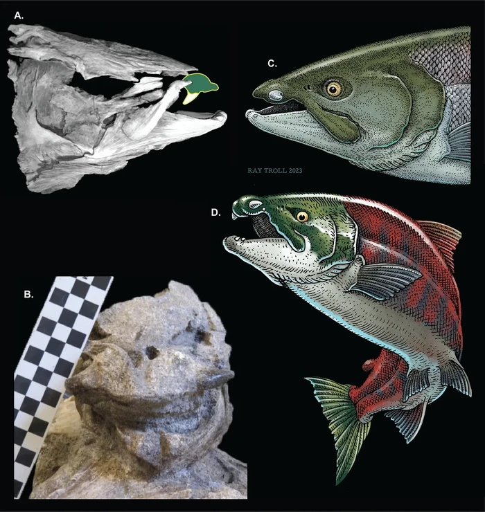 Salmon Raksasa yang Hidup Zaman Prasejarah