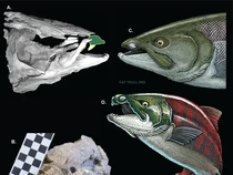 Bisa Membunuh Hiu, Gigi Salmon Prasejarah Mirip seperti Gading Babi Hutan