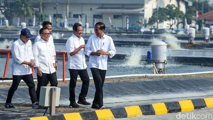 Presiden Jokowi meresmikan modeling tambak budi daya ikan nila salin di Balai Layanan Usaha Produksi Perikanan Budidaya (BLUPPB) Karawang. Jokowi juga panen nila.