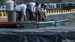 Tawa Semringah Jokowi Saat Resmikan Modeling Tambak Budi Daya Ikan Nila