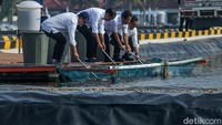 Dalam kesempatan itu Jokowi juga sempat melakukan proses panen ikan nila salin.