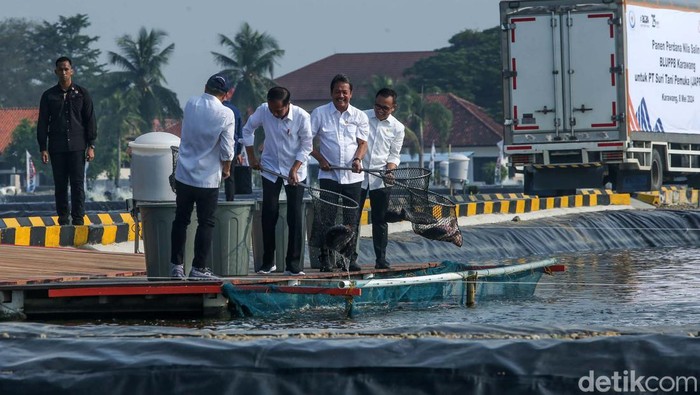 Presiden Jokowi meresmikan modeling tambak budi daya ikan nila salin di Balai Layanan Usaha Produksi Perikanan Budidaya (BLUPPB) Karawang. Jokowi juga panen nila.