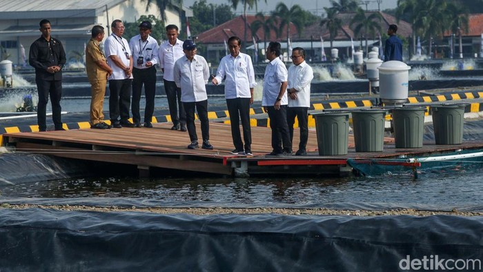 Presiden Jokowi meresmikan modeling tambak budi daya ikan nila salin di Balai Layanan Usaha Produksi Perikanan Budidaya (BLUPPB) Karawang. Jokowi juga panen nila.