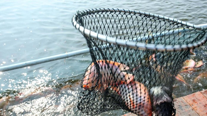 Menteri Perdagangan Zulkifli Hasan mendampingi Jokowi meresmikan modeling tambak budi daya ikan nila salin. Tampak ini bisa menghasilkan keuntungan Rp 38,6 miliar.