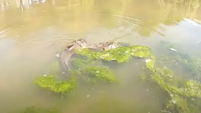 Ikan Lele Vs Ular Air