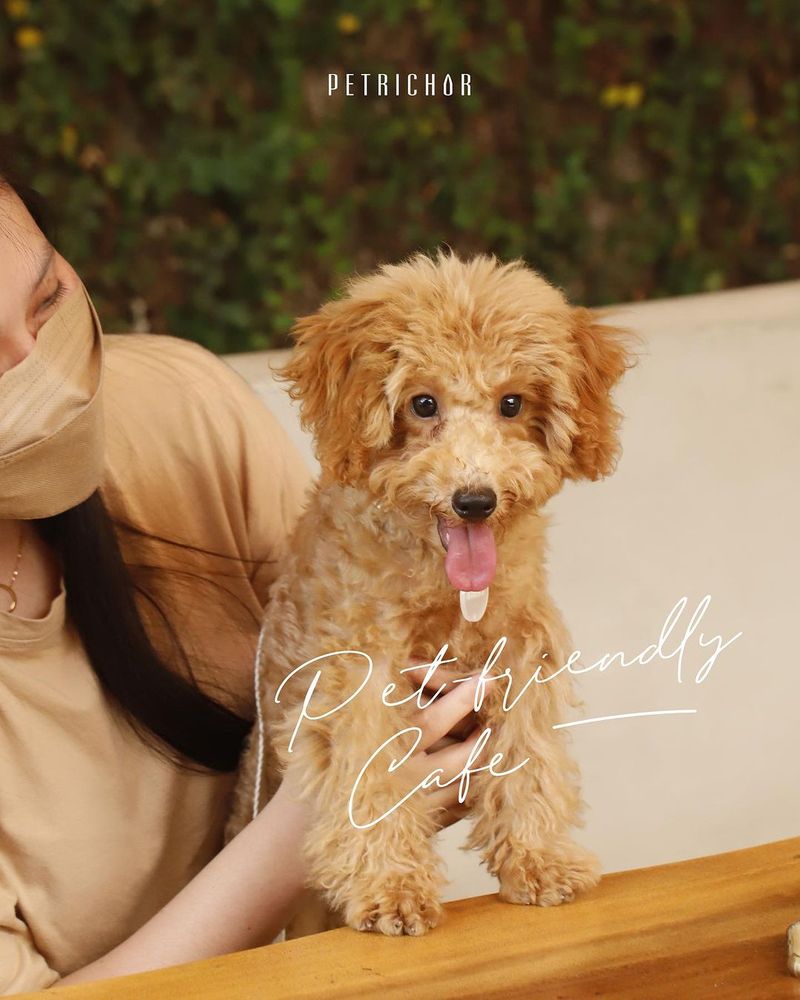 Kafe Pet Friendly di Surabaya: Petrichor Cafe.
