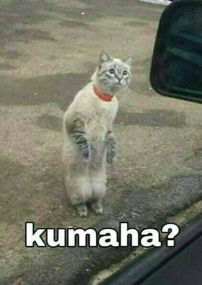 Meme Kocak Kucing