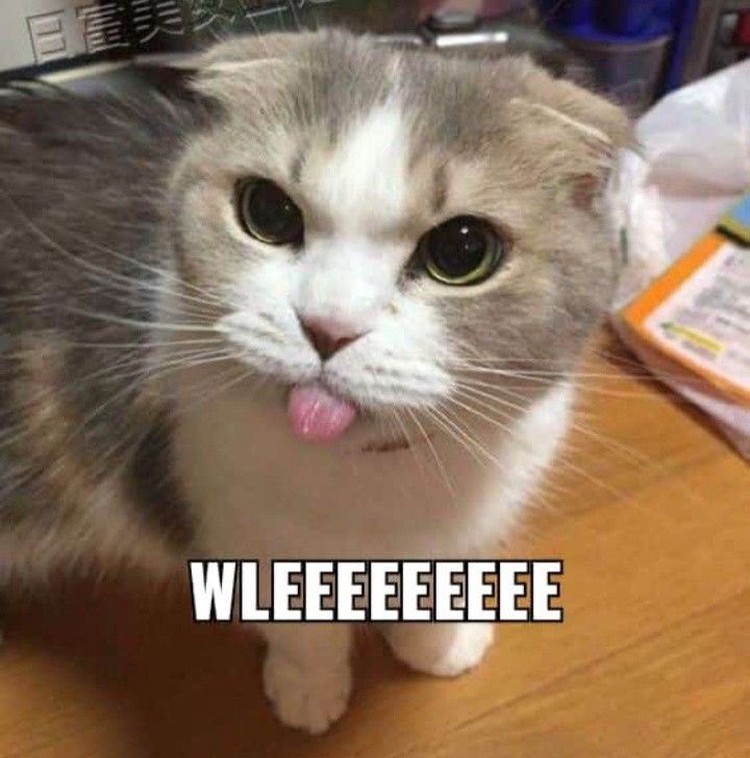 Meme Kocak Kucing