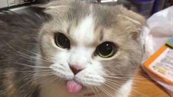 Wleeee Foto: Twitter/@majelislucutwt